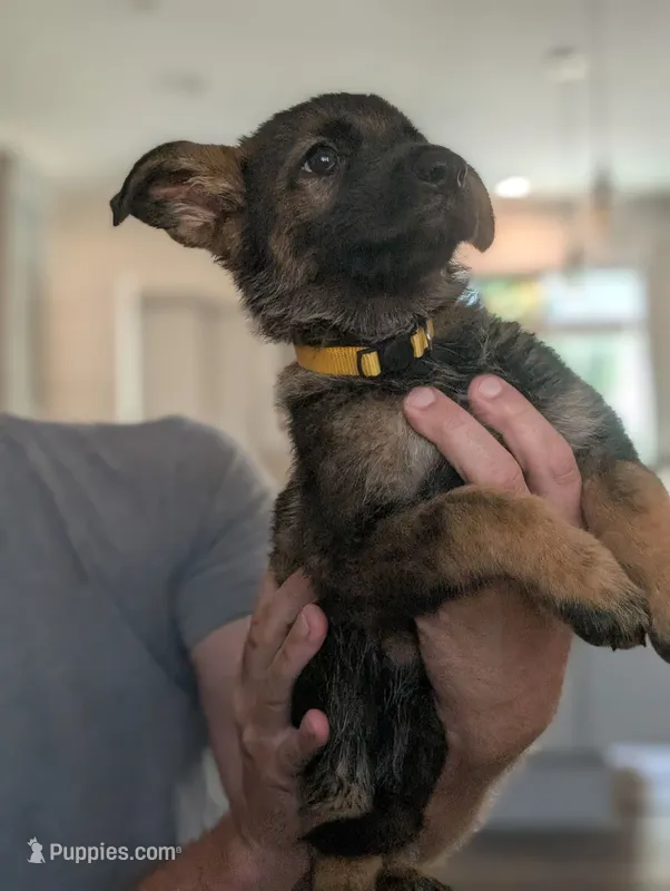 Sky (AKC) – German Shepherd Dog puppy for sale in Franklinville, NC