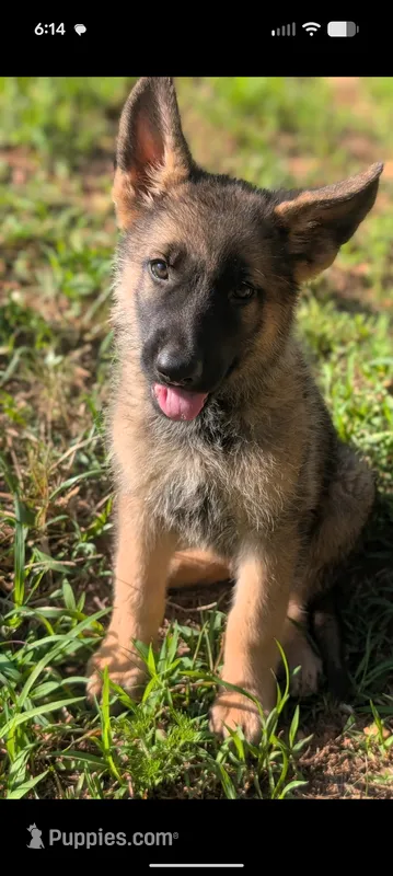 Freddy (AKC) – German Shepherd Dog puppy for sale in Franklinville, NC