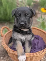 Olivia (AKC), a female German Shepherd Dog for sale in Franklinville, NC – 5 of 5