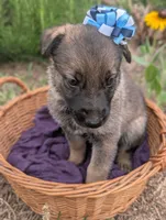 Grace (AKC), a female German Shepherd Dog for sale in Franklinville, NC – 2 of 3