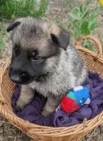 Freddy (AKC), a male German Shepherd Dog for sale in Franklinville, NC – 4 of 6