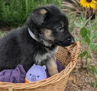 M.C ( Mini Cooper) AKC, a male German Shepherd Dog for sale in Franklinville, NC – 6 of 6