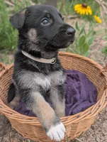 Olivia (AKC), a female German Shepherd Dog for sale in Franklinville, NC – 3 of 5