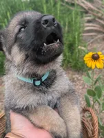 Freddy (AKC), a male German Shepherd Dog for sale in Franklinville, NC – 3 of 6