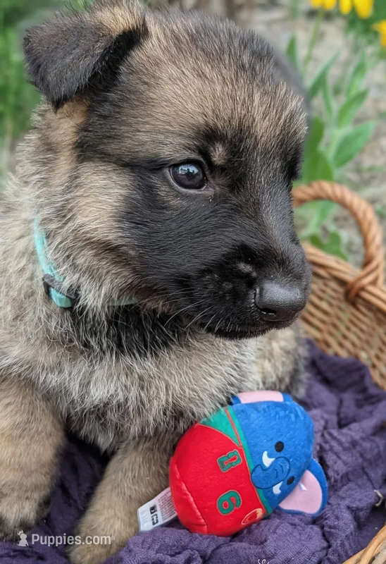 Freddy (AKC) – German Shepherd Dog puppy for sale in Franklinville, NC