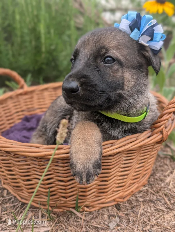 Grace (AKC) – German Shepherd Dog puppy for sale in Franklinville, NC
