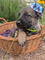 Grace (AKC), a female German Shepherd Dog for sale in Franklinville, NC – 1 of 3