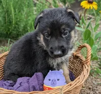 M.C ( Mini Cooper) AKC, a male German Shepherd Dog for sale in Franklinville, NC – 4 of 6