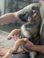 June (AKC), a female German Shepherd Dog for sale in Franklinville, NC – 6 of 9