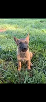June (AKC), a female German Shepherd Dog for sale in Franklinville, NC – 3 of 9
