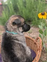 Freddy (AKC), a male German Shepherd Dog for sale in Franklinville, NC – 6 of 6
