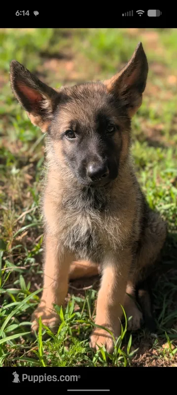 Freddy (AKC) – German Shepherd Dog puppy for sale in Franklinville, NC
