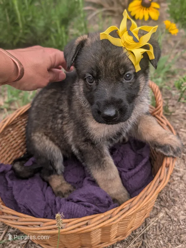 June (AKC) – German Shepherd Dog puppy for sale in Franklinville, NC