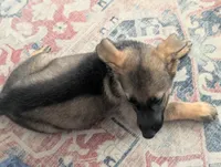June (AKC), a female German Shepherd Dog for sale in Franklinville, NC – 7 of 9
