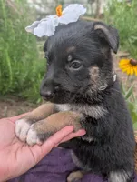 Olivia (AKC), a female German Shepherd Dog for sale in Franklinville, NC – 2 of 5