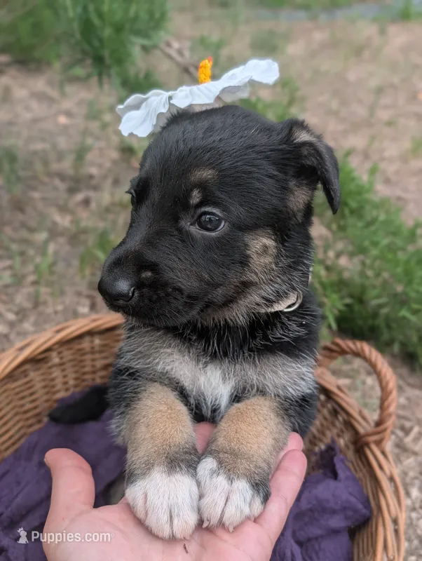 Olivia (AKC) – German Shepherd Dog puppy for sale in Franklinville, NC