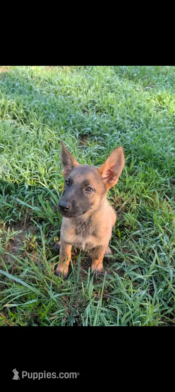June (AKC) – German Shepherd Dog puppy for sale in Franklinville, NC