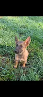 June (AKC), a female German Shepherd Dog for sale in Franklinville, NC – 1 of 9