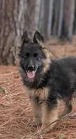 Maddie AKC, a female German Shepherd Dog for sale in Franklinville, NC – Photo 1 of 10