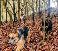Maddie AKC, a female German Shepherd Dog for sale in Franklinville, NC – Photo 9 of 10