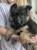 Maddie AKC, a female German Shepherd Dog for sale in Franklinville, NC – Photo 2 of 10