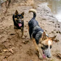 Maddie AKC, a female German Shepherd Dog for sale in Franklinville, NC – Photo 8 of 10
