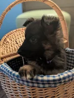 Maddie AKC, a female German Shepherd Dog for sale in Franklinville, NC – Photo 7 of 10