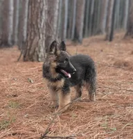 Maddie AKC, a female German Shepherd Dog for sale in Franklinville, NC – Photo 10 of 10