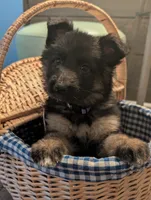 Maddie AKC, a female German Shepherd Dog for sale in Franklinville, NC – Photo 6 of 10