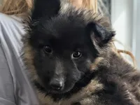 Maddie AKC, a female German Shepherd Dog for sale in Franklinville, NC – Photo 3 of 10