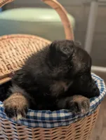 Maddie AKC, a female German Shepherd Dog for sale in Franklinville, NC – Photo 5 of 10