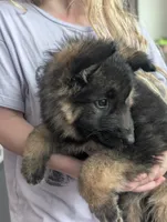Maddie AKC, a female German Shepherd Dog for sale in Franklinville, NC – Photo 4 of 10