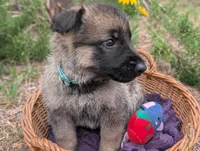 Freddy (AKC), a male German Shepherd Dog for sale in Franklinville, NC – 2 of 6