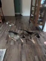 June (AKC), a female German Shepherd Dog for sale in Franklinville, NC – 8 of 9