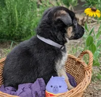 M.C ( Mini Cooper) AKC, a male German Shepherd Dog for sale in Franklinville, NC – 3 of 6