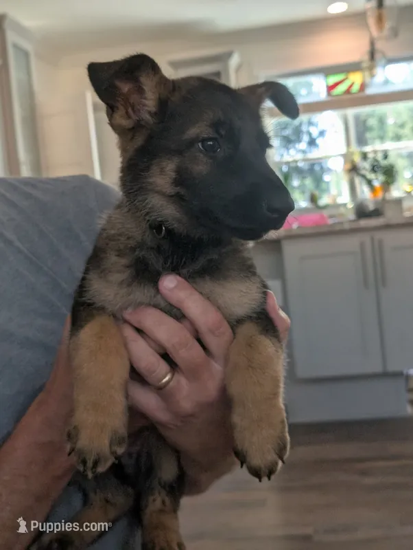 June (AKC) – German Shepherd Dog puppy for sale in Franklinville, NC
