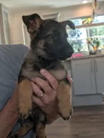 June (AKC), a female German Shepherd Dog for sale in Franklinville, NC – 5 of 9