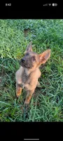 June (AKC), a female German Shepherd Dog for sale in Franklinville, NC – 2 of 9