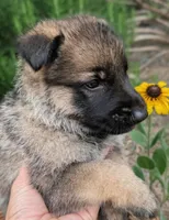 Freddy (AKC), a male German Shepherd Dog for sale in Franklinville, NC – 5 of 6