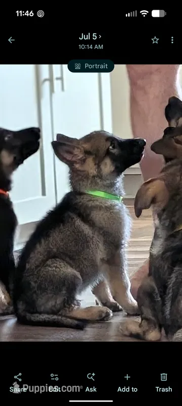 Freddy (AKC) – German Shepherd Dog puppy for sale in Franklinville, NC