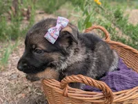 Sky (AKC), a female German Shepherd Dog for sale in Franklinville, NC – 1 of 3