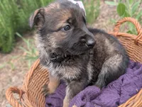 Sky (AKC), a female German Shepherd Dog for sale in Franklinville, NC – 2 of 3