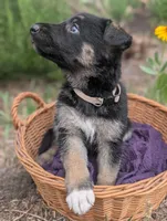 Olivia (AKC), a female German Shepherd Dog for sale in Franklinville, NC – 4 of 5