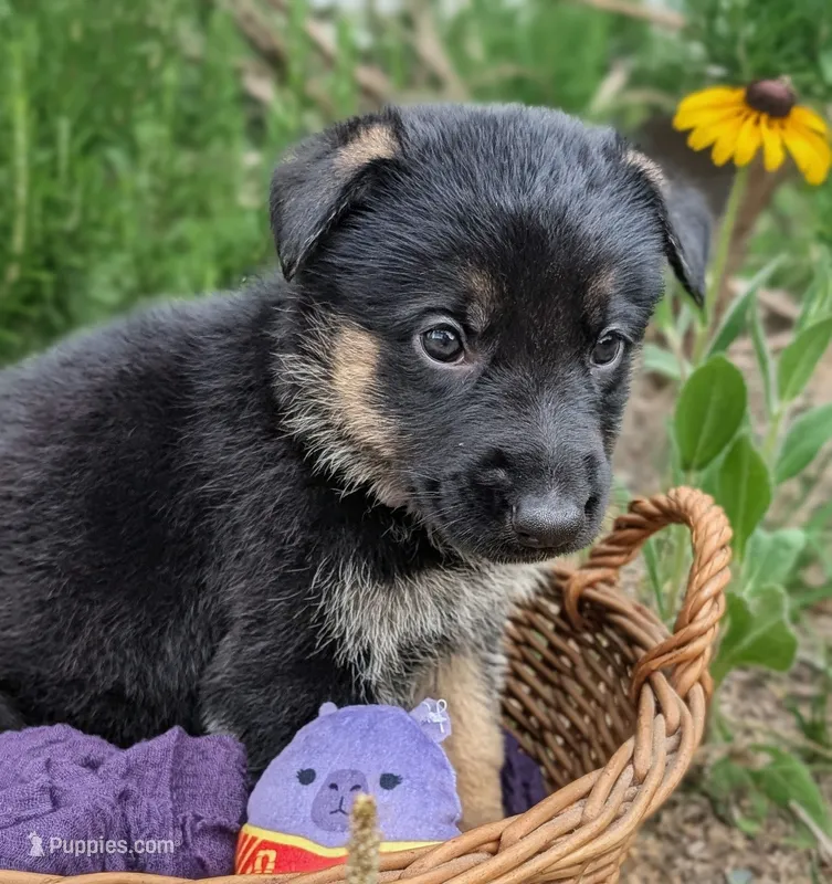 M.C ( Mini Cooper) AKC – German Shepherd Dog puppy for sale in Franklinville, NC
