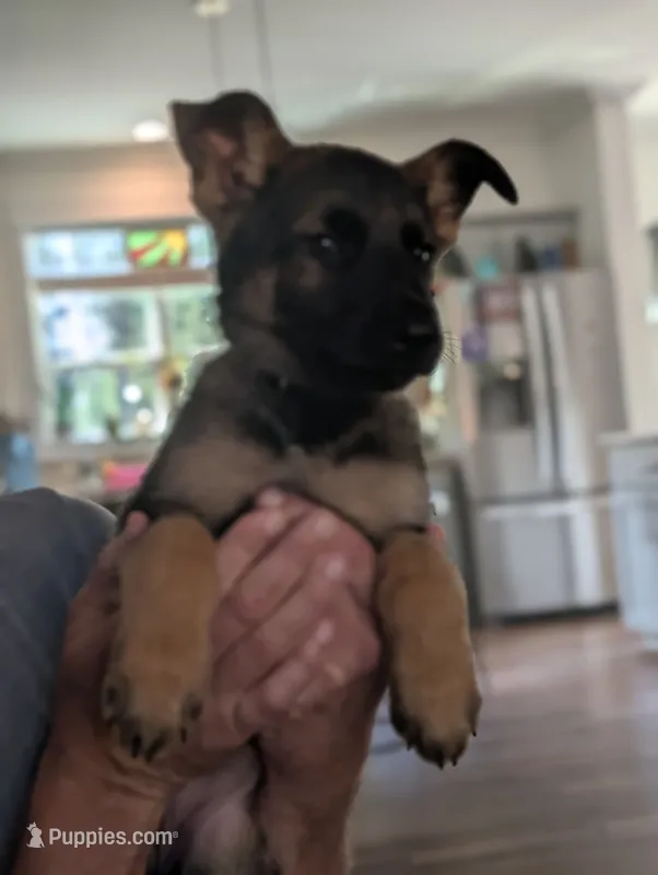 Grace (AKC) – German Shepherd Dog puppy for sale in Franklinville, NC