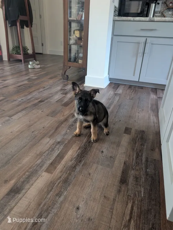 June (AKC) – German Shepherd Dog puppy for sale in Franklinville, NC