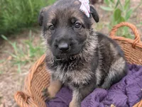 Sky (AKC), a female German Shepherd Dog for sale in Franklinville, NC – 3 of 3