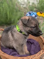 Grace (AKC), a female German Shepherd Dog for sale in Franklinville, NC – 3 of 3