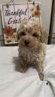 Mando, a male Poodle - Miniature  for sale in Gahanna, OH – 9 of 10