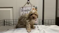 Mando, a male Poodle - Miniature  for sale in Gahanna, OH – 3 of 10